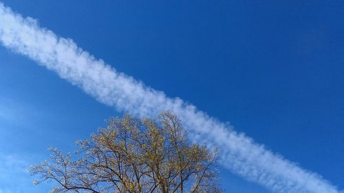 Low angle view of tree against blue sky