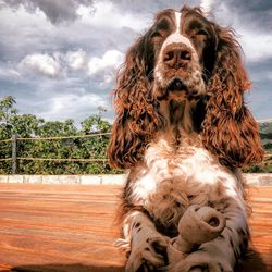 Low angle view of english cocker spaniel dog against cloudy sky