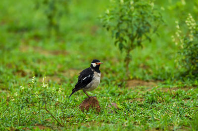 Bird perching on a field