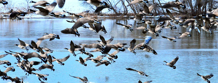 Seagulls flying over lake