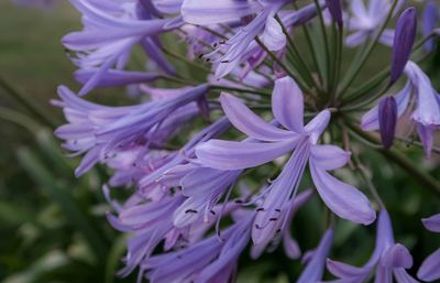 Close-up of purple flowering plant