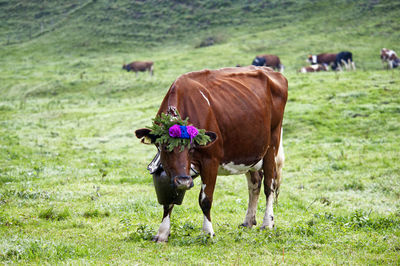 Cows standing in a field