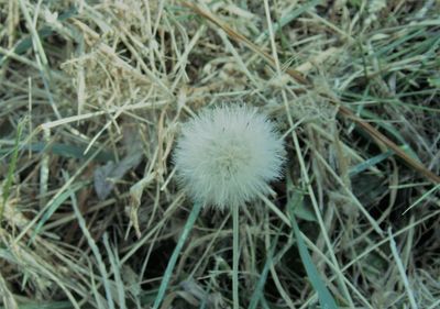 High angle view of dandelion on field