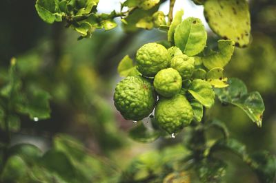 Close-up of grapes growing on tree