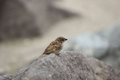 Close-up of bird perching on wood