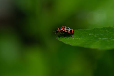 Close-up of ladybug on leaf