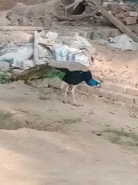 High angle view of dog on sand