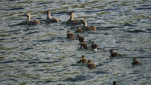 Ducks swimming in lake