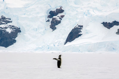 View of bird on snow covered landscape