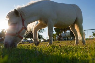 Horse grazing in a field