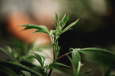 Close-up of cannabis plant growing outdoors