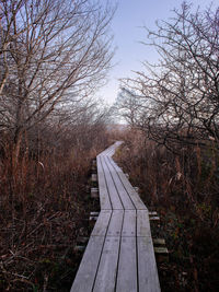 Boardwalk amidst trees in forest against sky