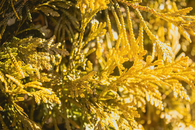 Thuja occidentalis known as gold drop shines brightly with the sun shining today
