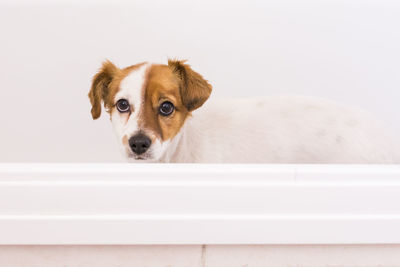 Portrait of dog looking at white background