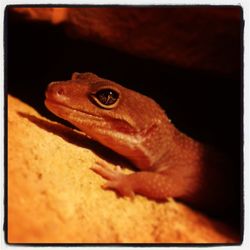 Close-up of frog