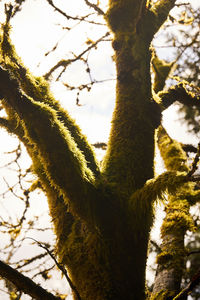 Low angle view of tree against sky