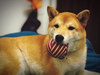 Close-up portrait of dog relaxing at home
