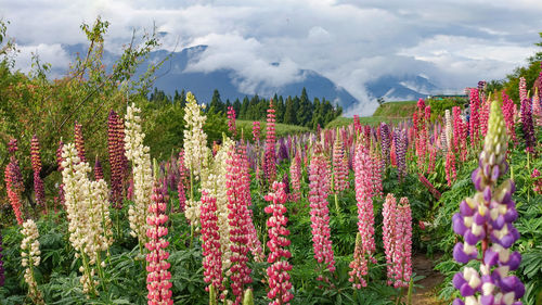 Panoramic view of lupin plants on field against sky