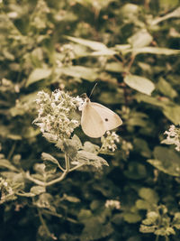 Butterfly on flower