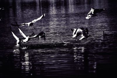 Birds in flight