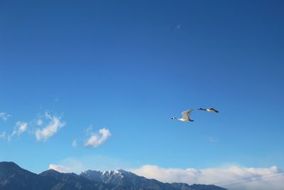 Low angle view of birds flying against blue sky