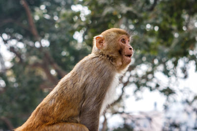 Close-up of monkey on tree