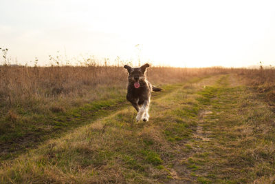 Cheerful dog runs along the road in the field at sunset. autumn with a dog in nature