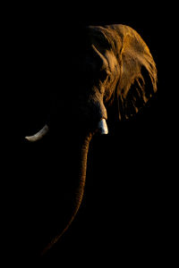 Close-up of elephant in darkroom