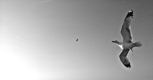 Low angle view of seagull flying