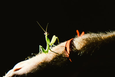 Cropped hand of man with praying mantis at night