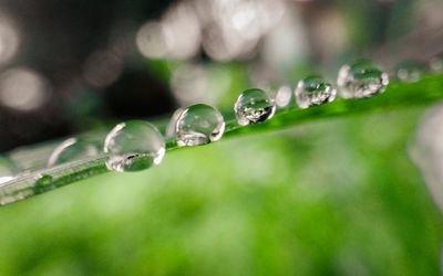 Close-up of water drops on plant