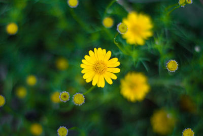 Close-up of yellow flowering plant on field