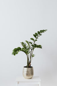 Close-up of potted plant against white background