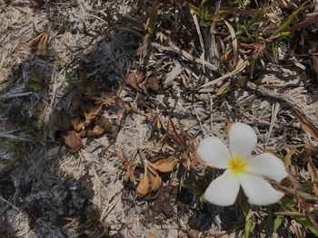 High angle view of white flowering plant on field