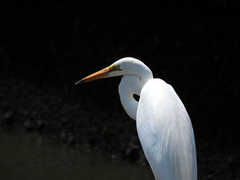 Close-up of a bird against the sky