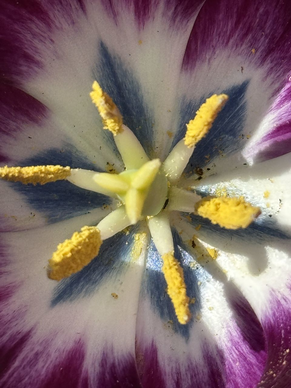 flower, flowering plant, yellow, macro photography, close-up, plant, freshness, purple, beauty in nature, fragility, inflorescence, flower head, petal, growth, backgrounds, pollen, full frame, nature, no people, macro, blossom, extreme close-up, stamen, plant stem, abstract, multi colored, pink