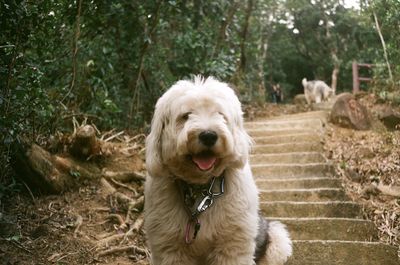 Portrait of a dog on ground