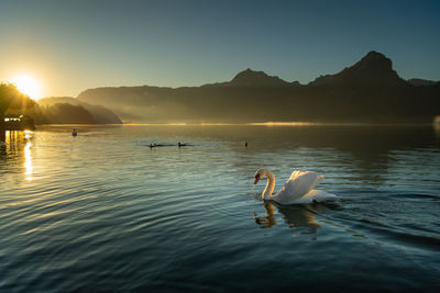 View of swans swimming in lake