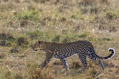 Side view of a cat on field