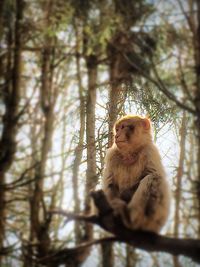 Low angle view of monkey on tree trunk