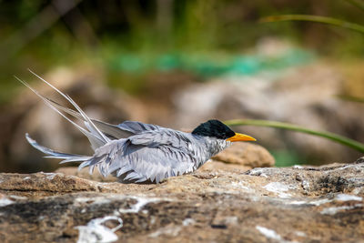 Rivertern nesting 