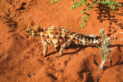 High angle view of a thorny devil lizard on sand