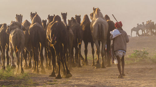 Rear view of man with camels walking on field