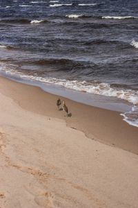 View of dog on beach