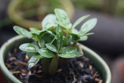 Close-up of potted green succulent  plant
