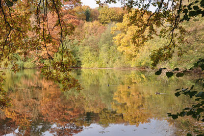 Scenic view of lake in forest during autumn