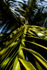 Close-up of palm leaves