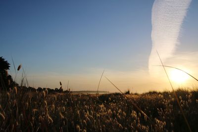 Crops growing on field against sky during sunset