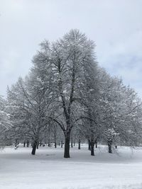 Bare trees on snow covered field against sky