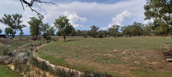 Panoramic shot of trees on field against sky